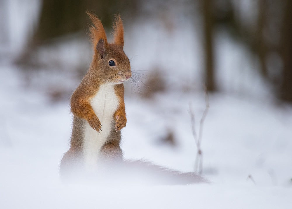 Squirrel
