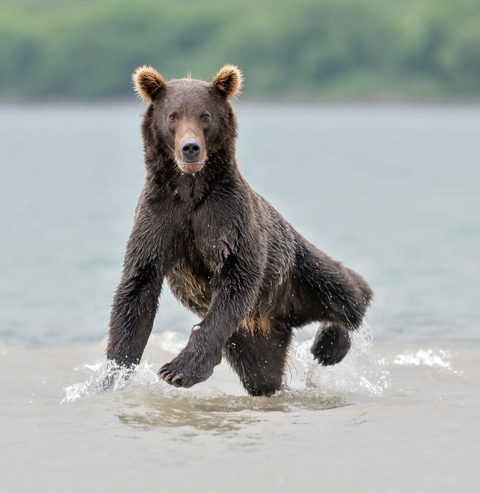 Yogi