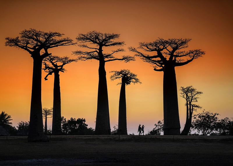 Sunset in Morondava