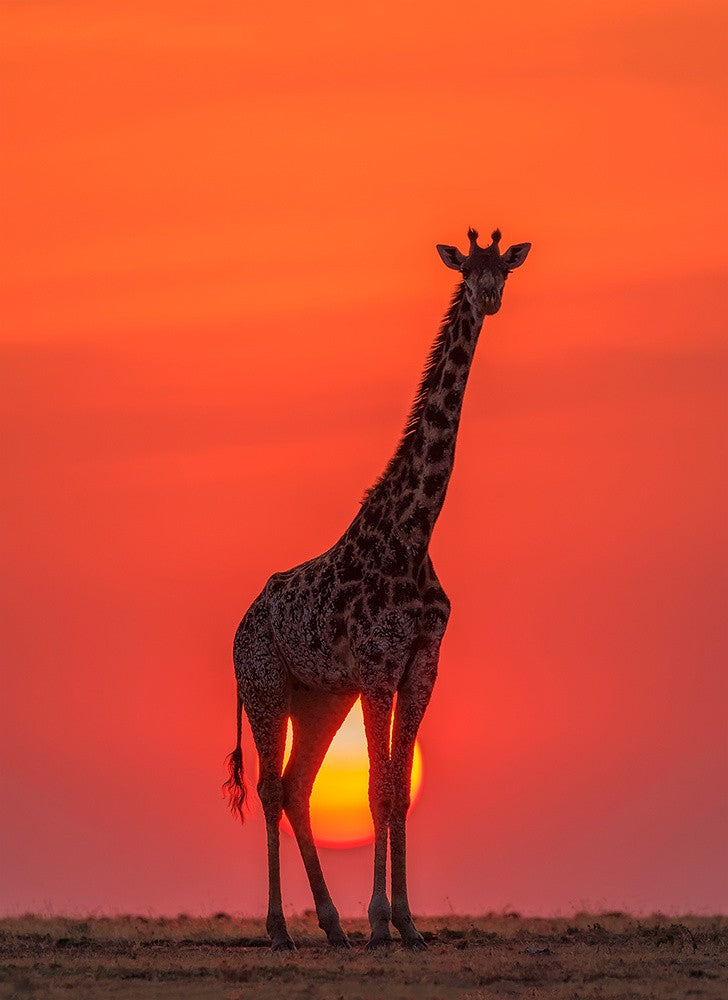 Sonnenuntergangsgiraffe