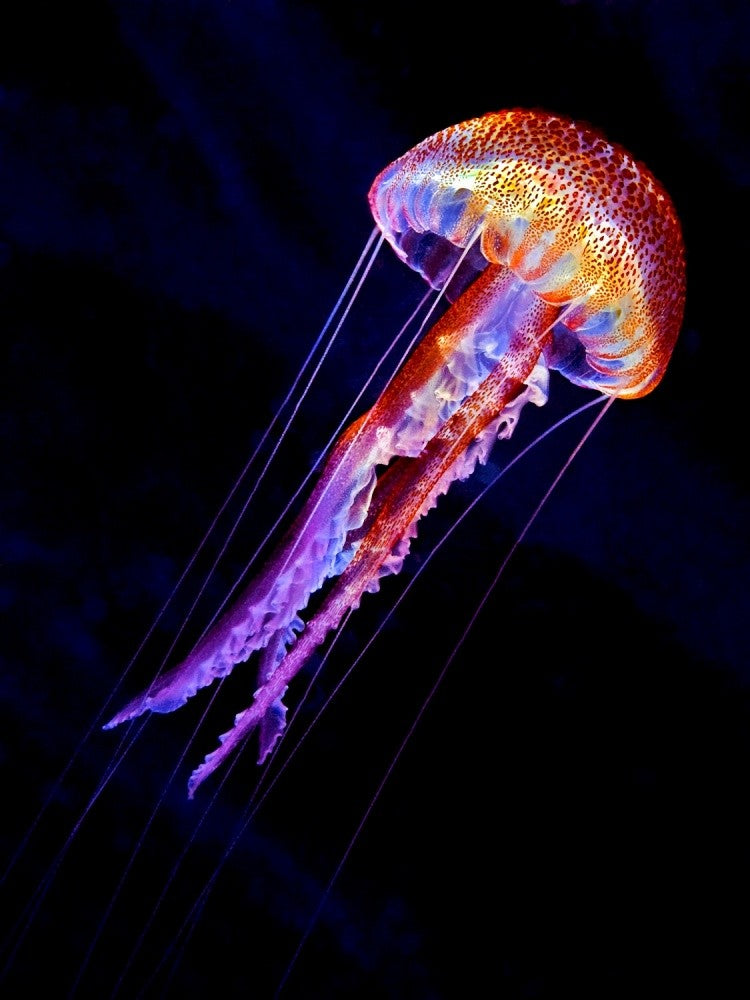 Jellyen