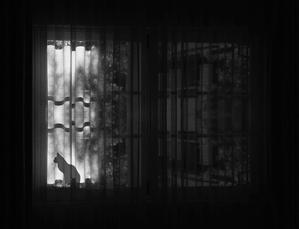 The cat