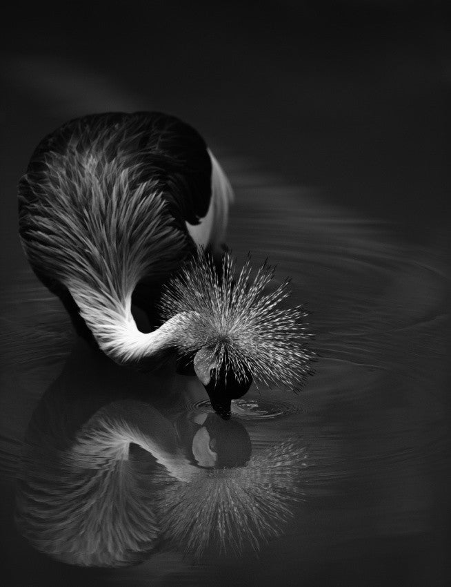 The reflection