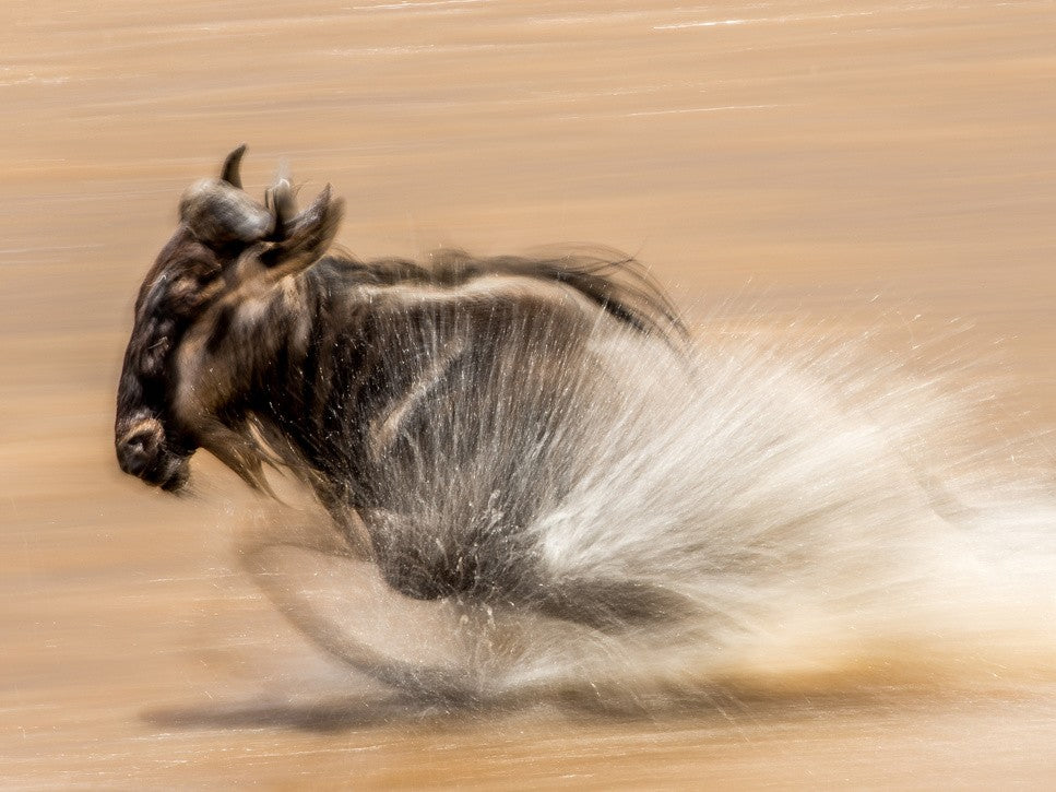 SLOW SHUTTER WILDEBEEST