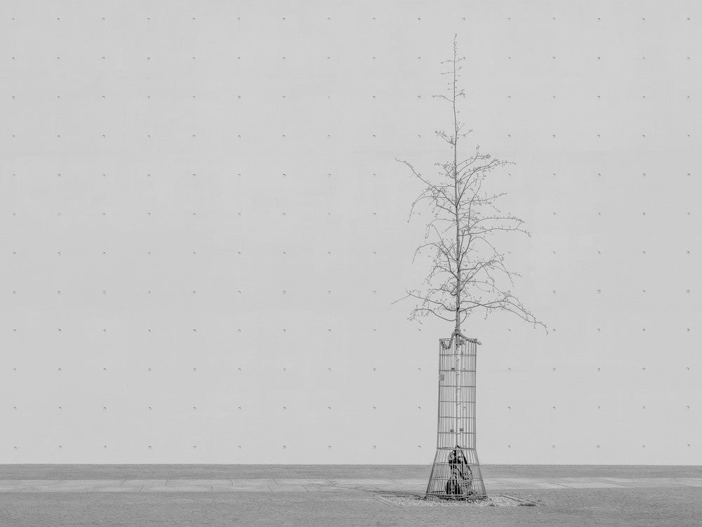 der Baum