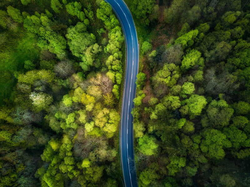 Road in the forest