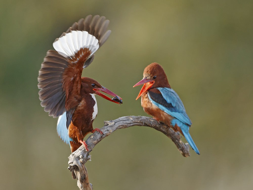 Feeding the spouse