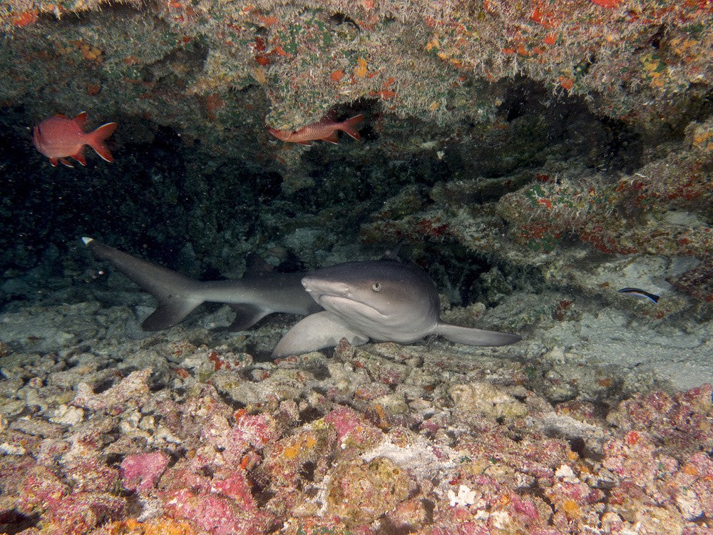 White Tip Reef Shark