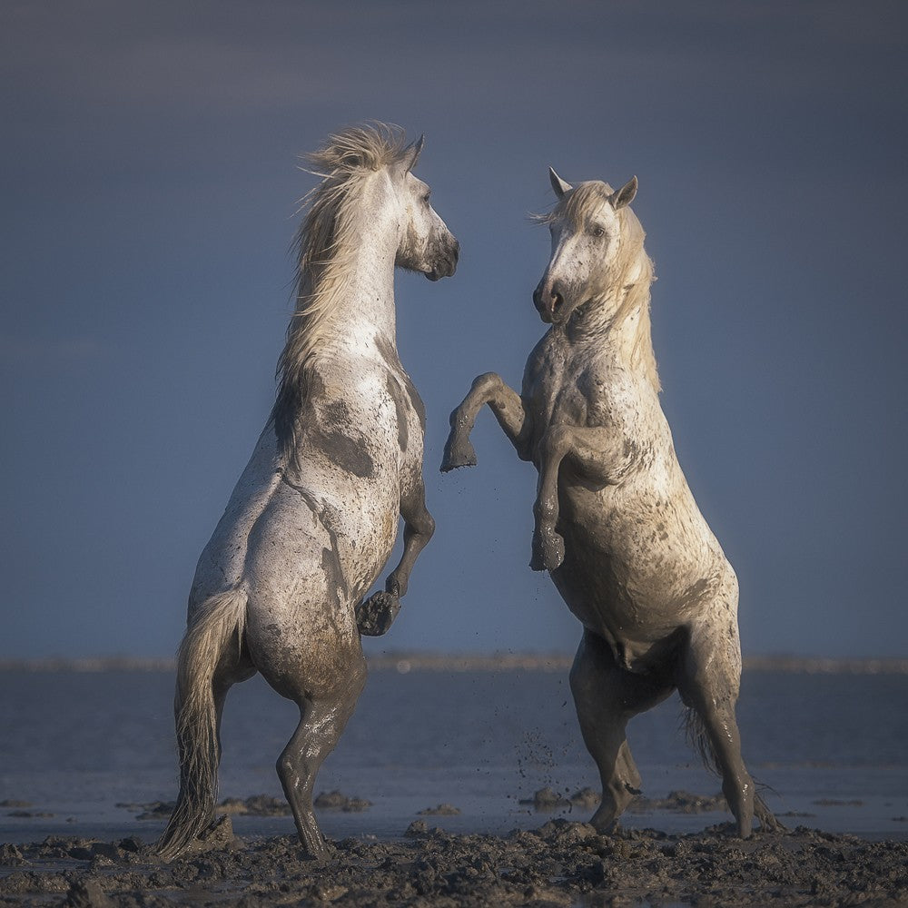Confrontation