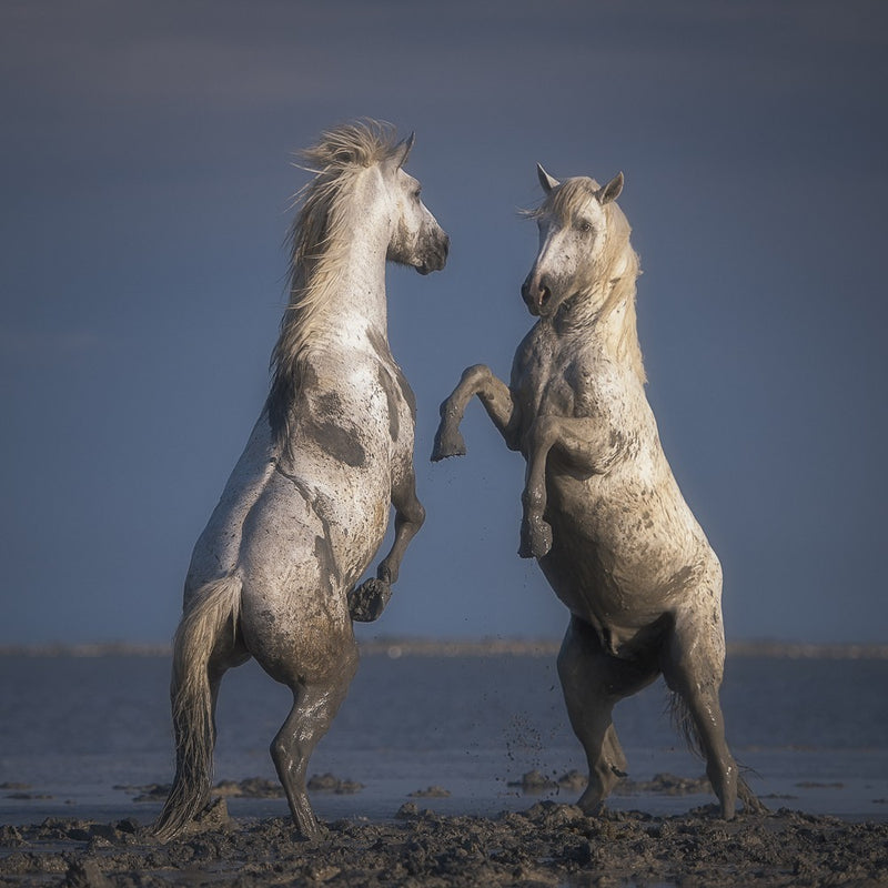 Confrontation