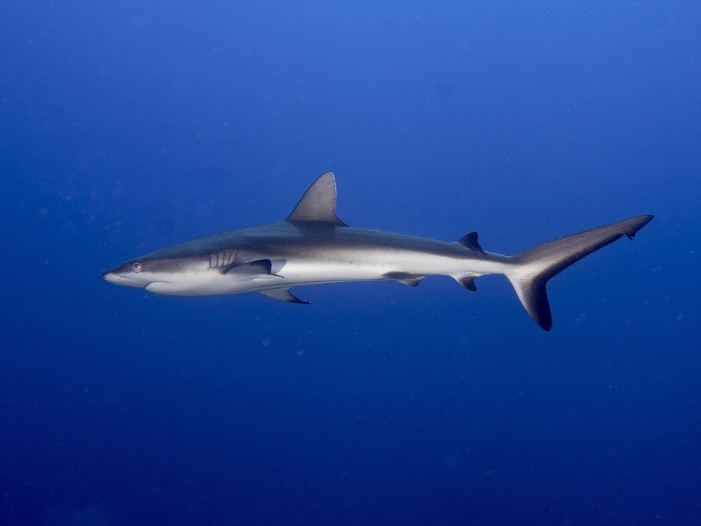 Juvenile  Grey Reef Shark (Carcharhinus amblyrhynchos)