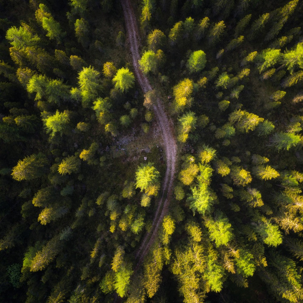 Abstract Forest View