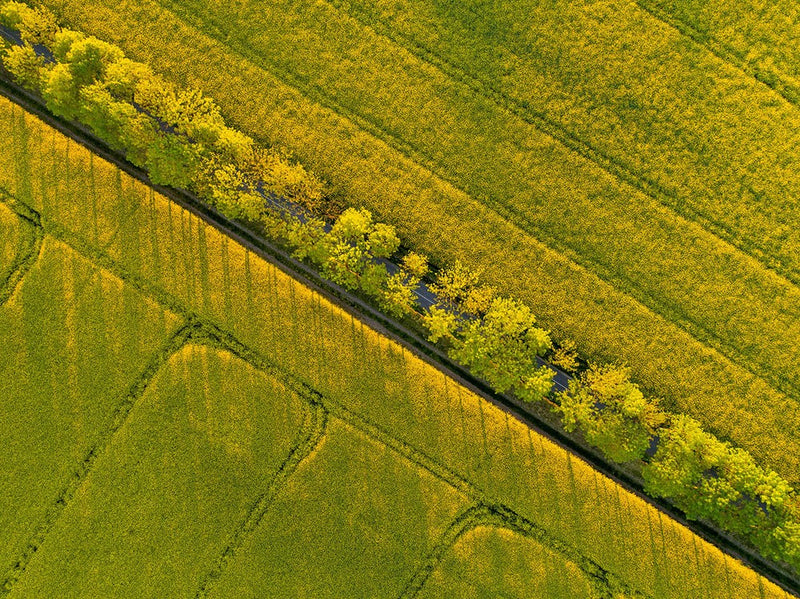 Through the fields