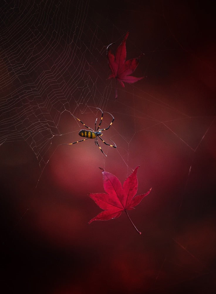 Captured red