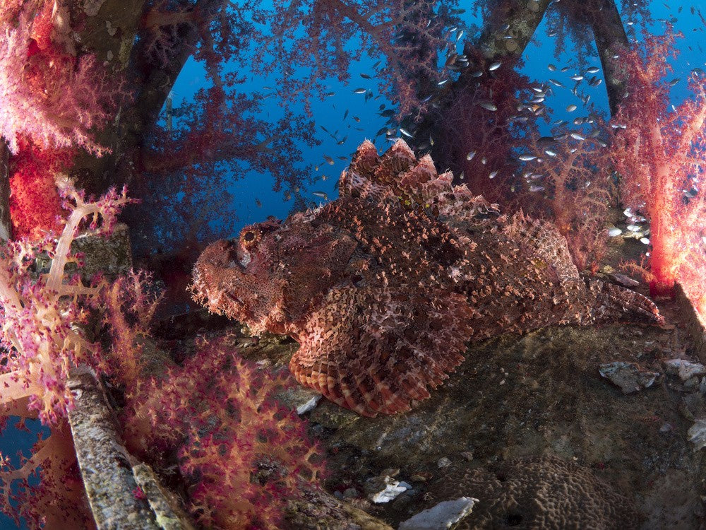 Scorpionfish