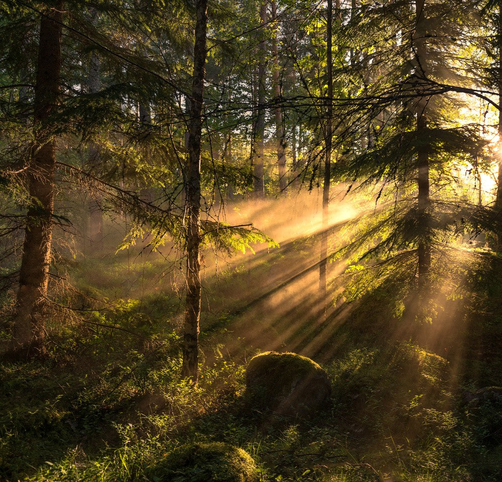 Sunrays
