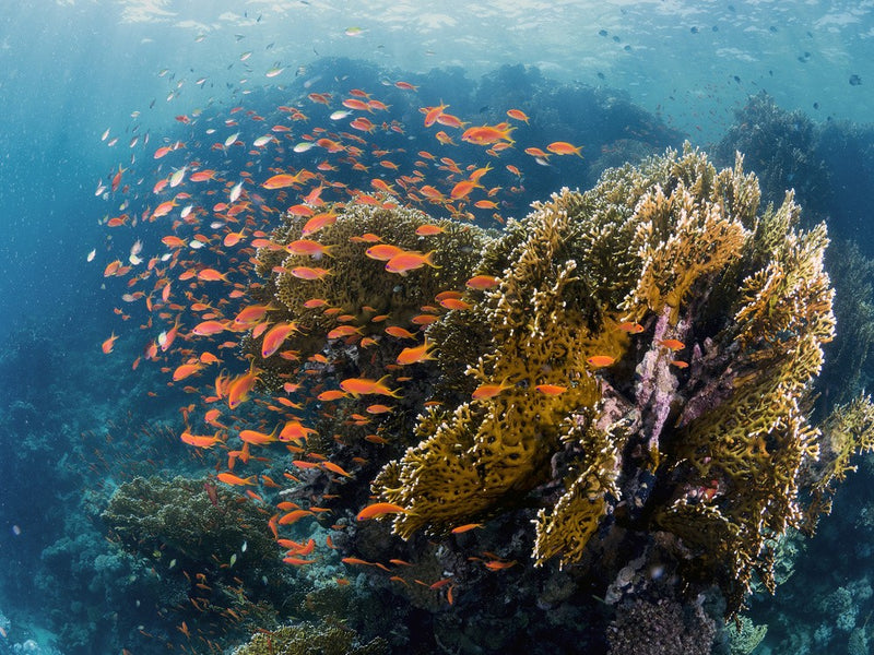 Reefscape