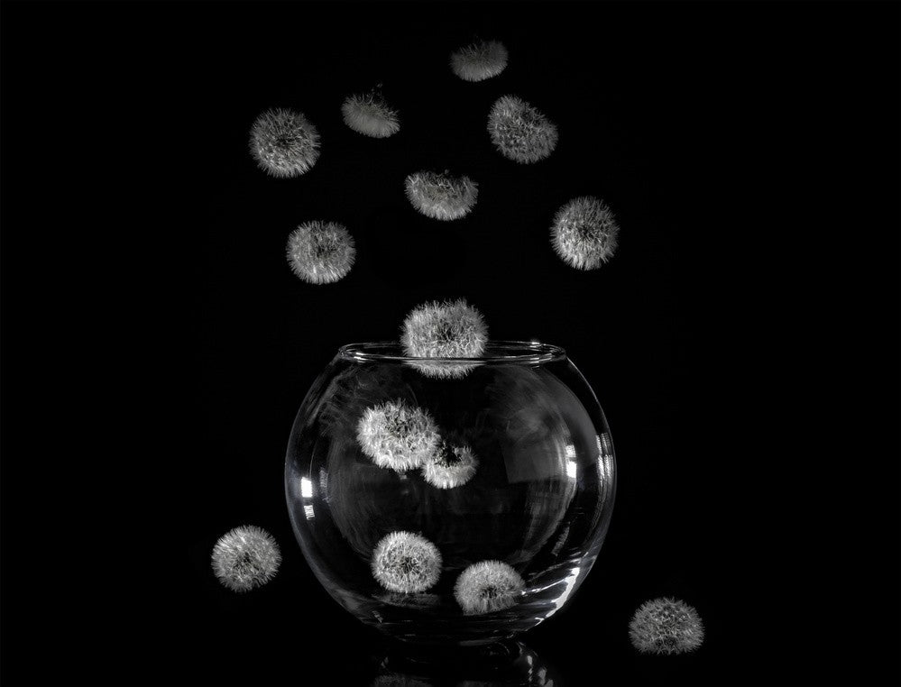 Dandelion catcher
