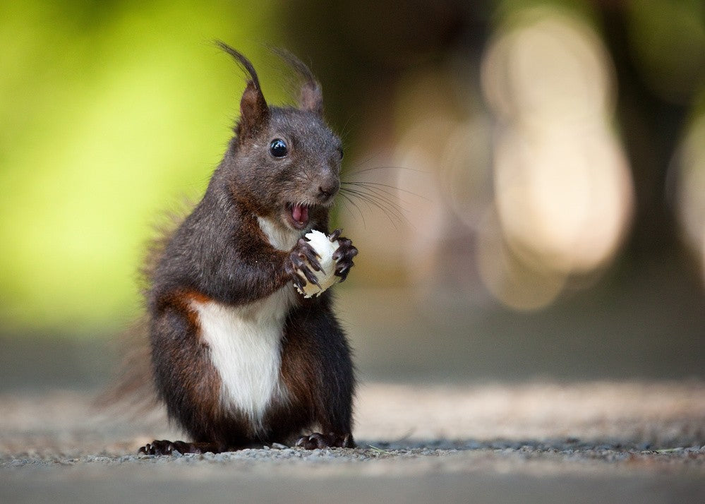 Squirrel