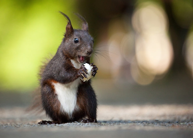 Squirrel