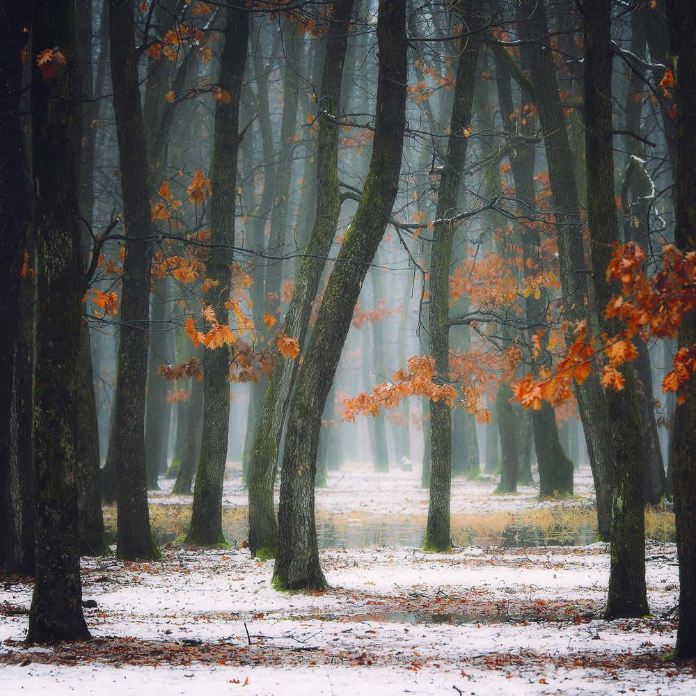 Autumn in my soul