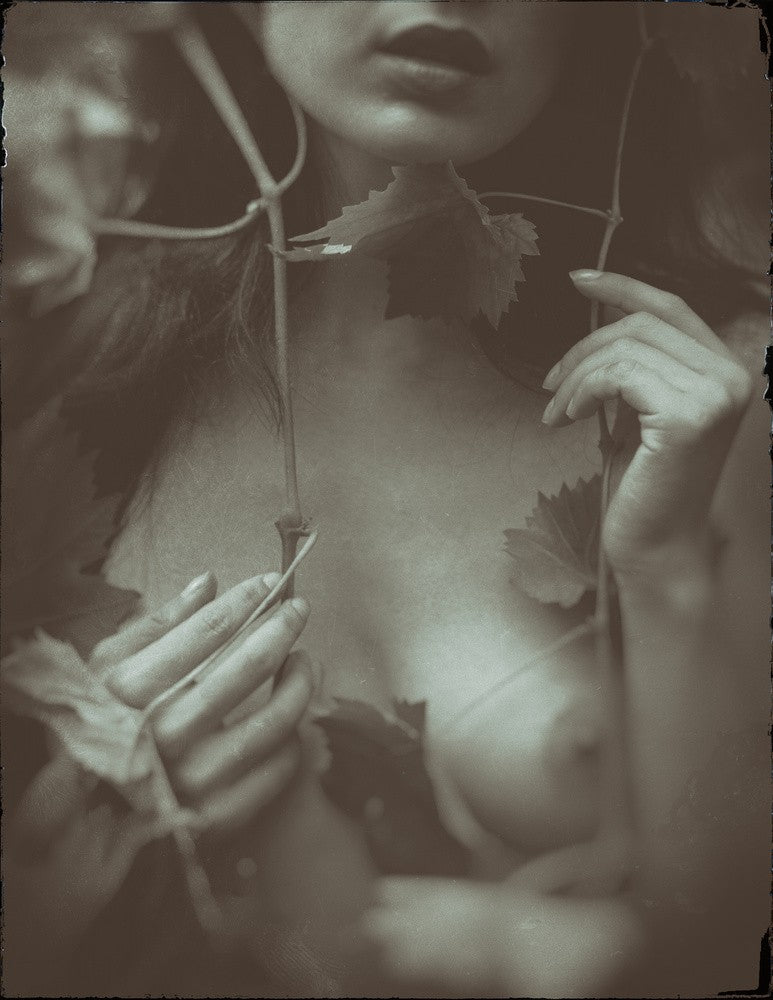 Leaves from the vine