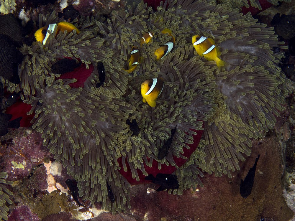 Red Sea Anemone