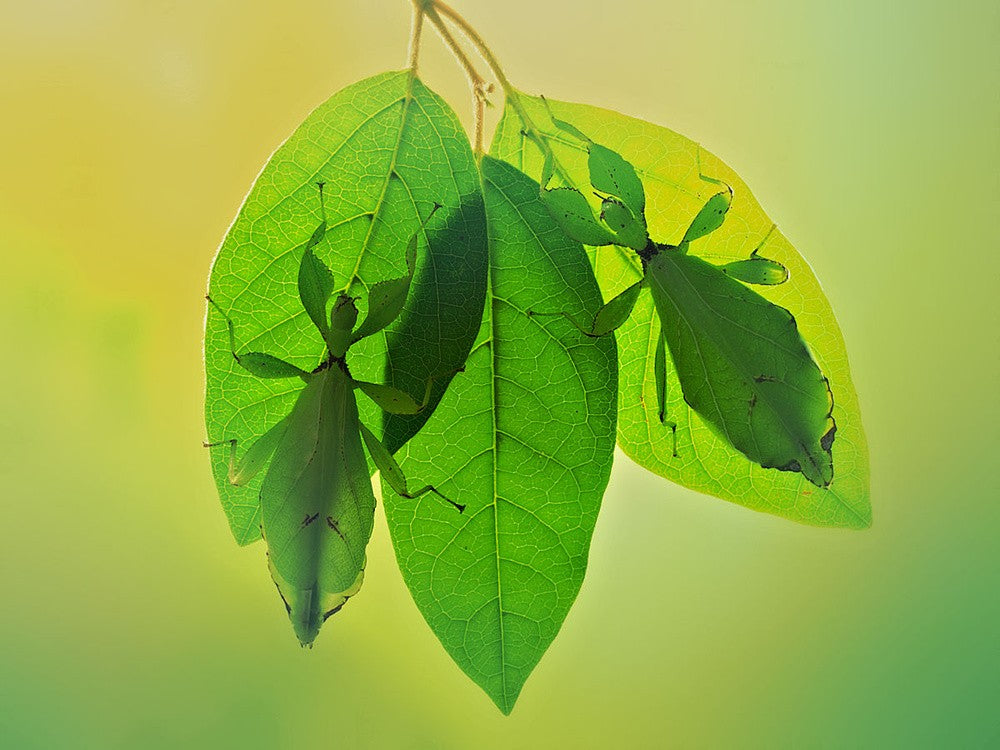 Leaf insects 2 Art Print by Jimmy Hoffman – Fy!