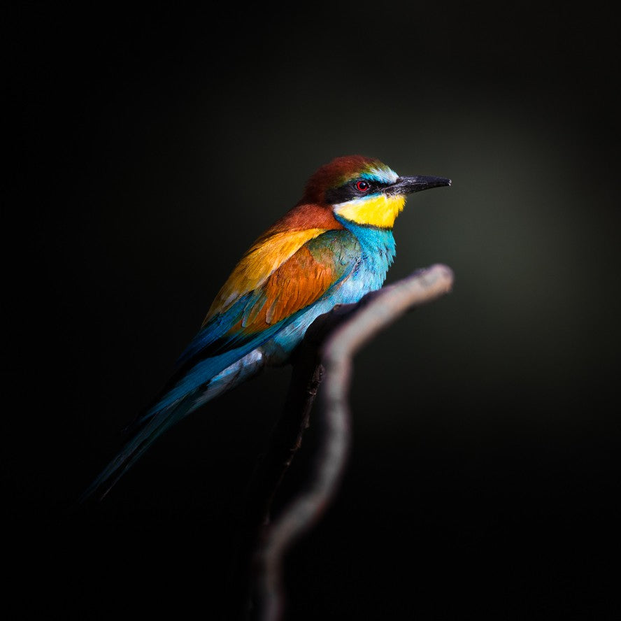 Colorful Darkly