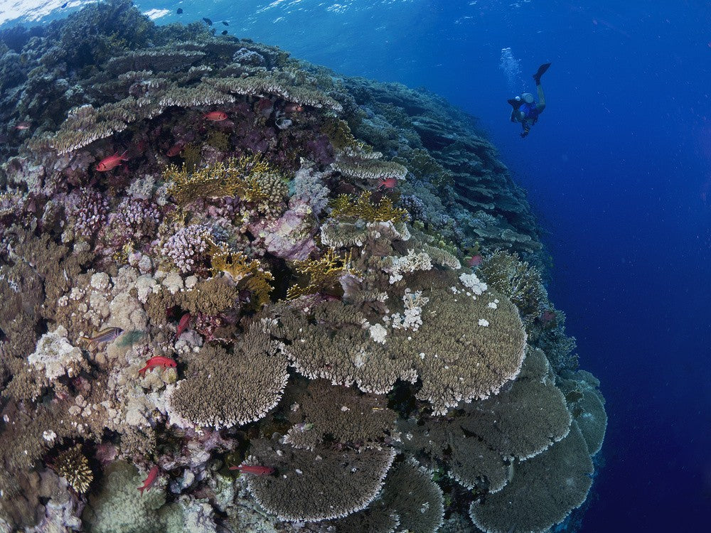 Big Brother Reefscape