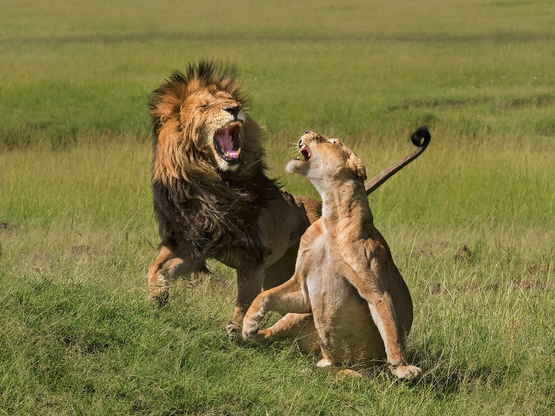Lions mating