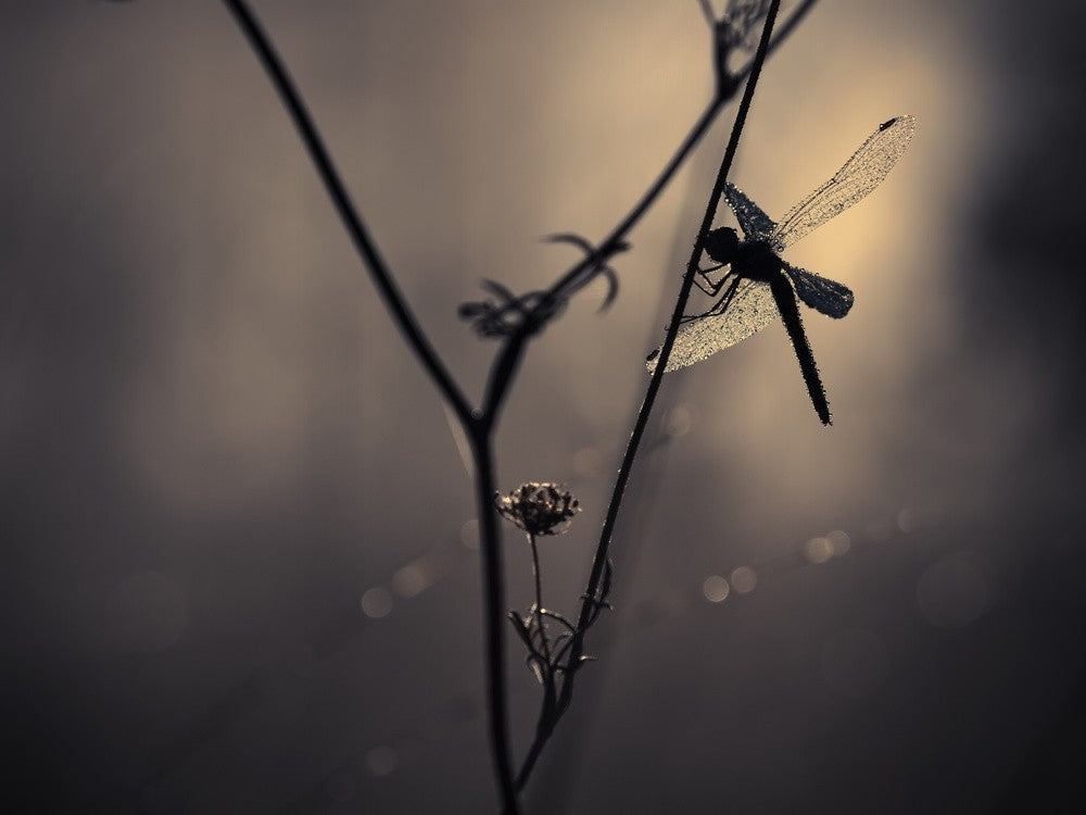 Nature Jewellery