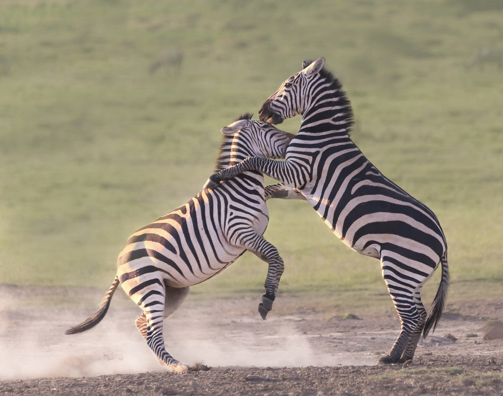 zebras fighting
