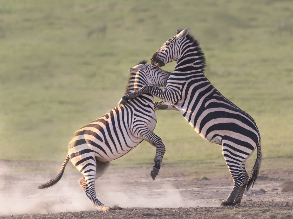 zebras fighting