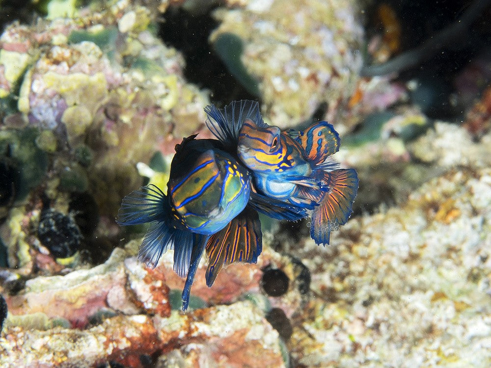 Mating Mandarin Fish Art Print by Ilan Ben Tov – Fy!