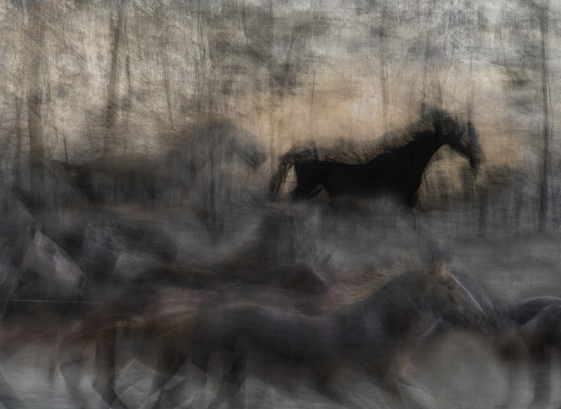 horse rush