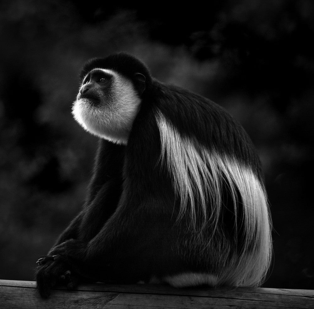 The Philosopher