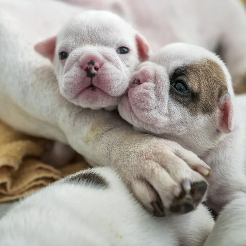 Siblings
