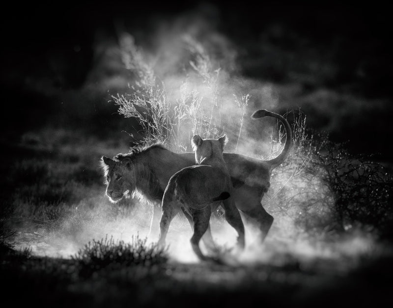 DUST