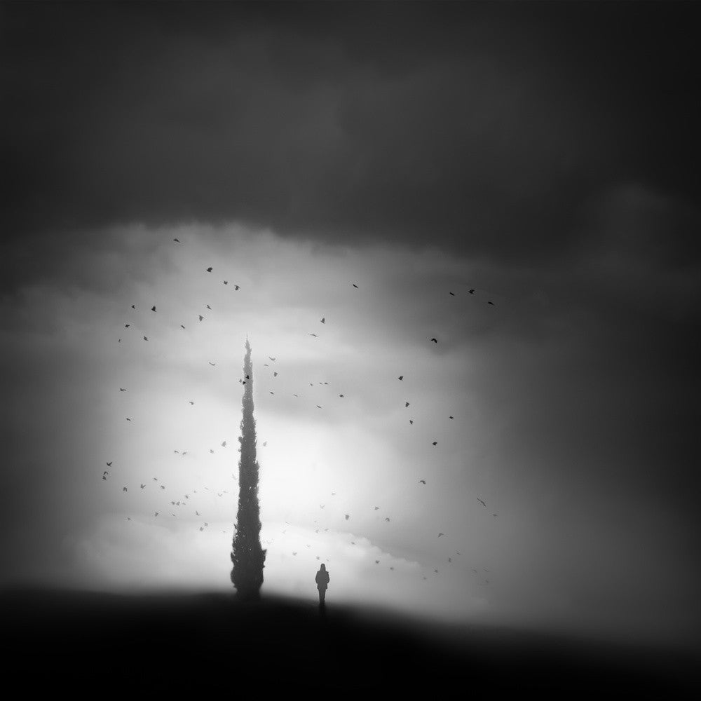 Alone with the cypress and birds