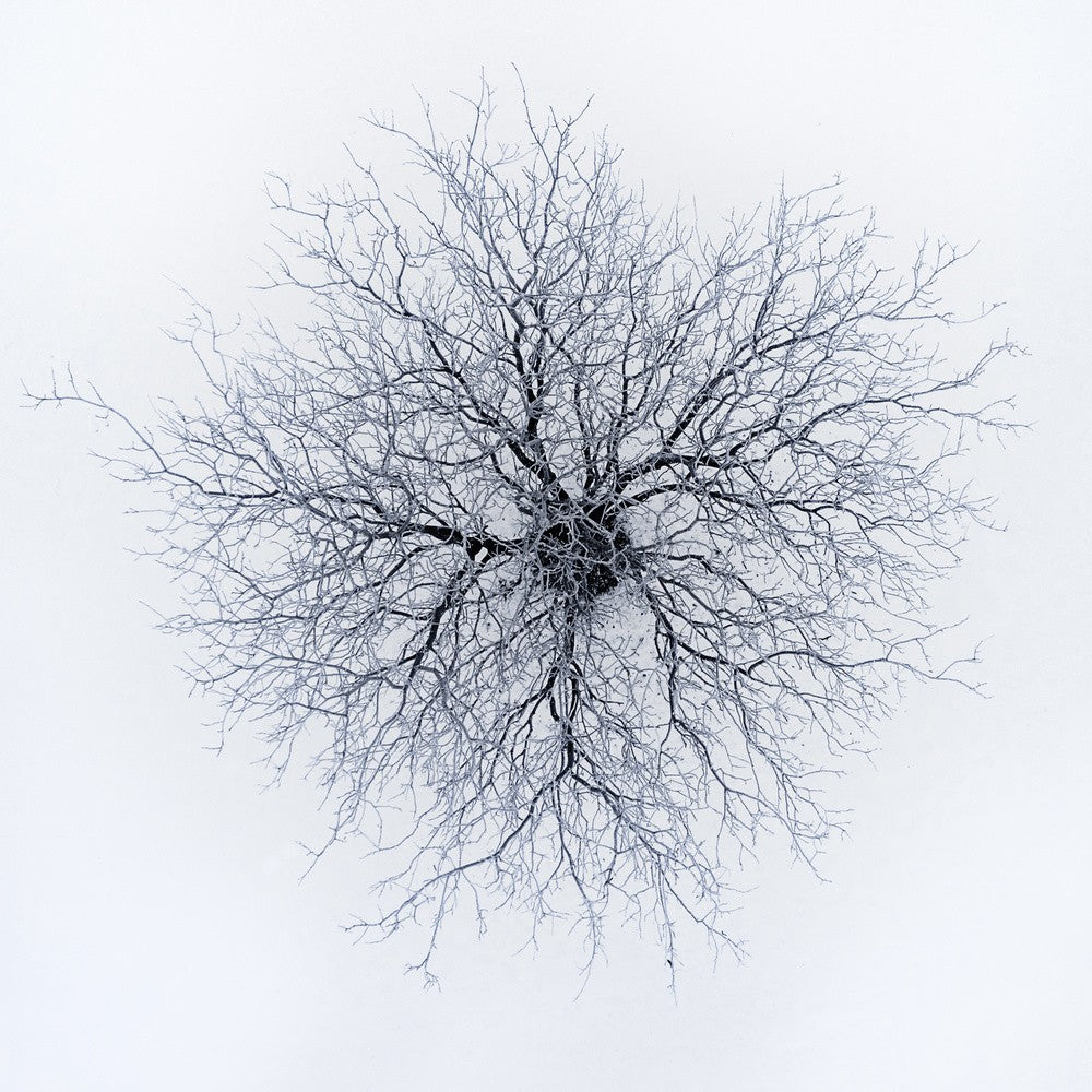 Dendriten