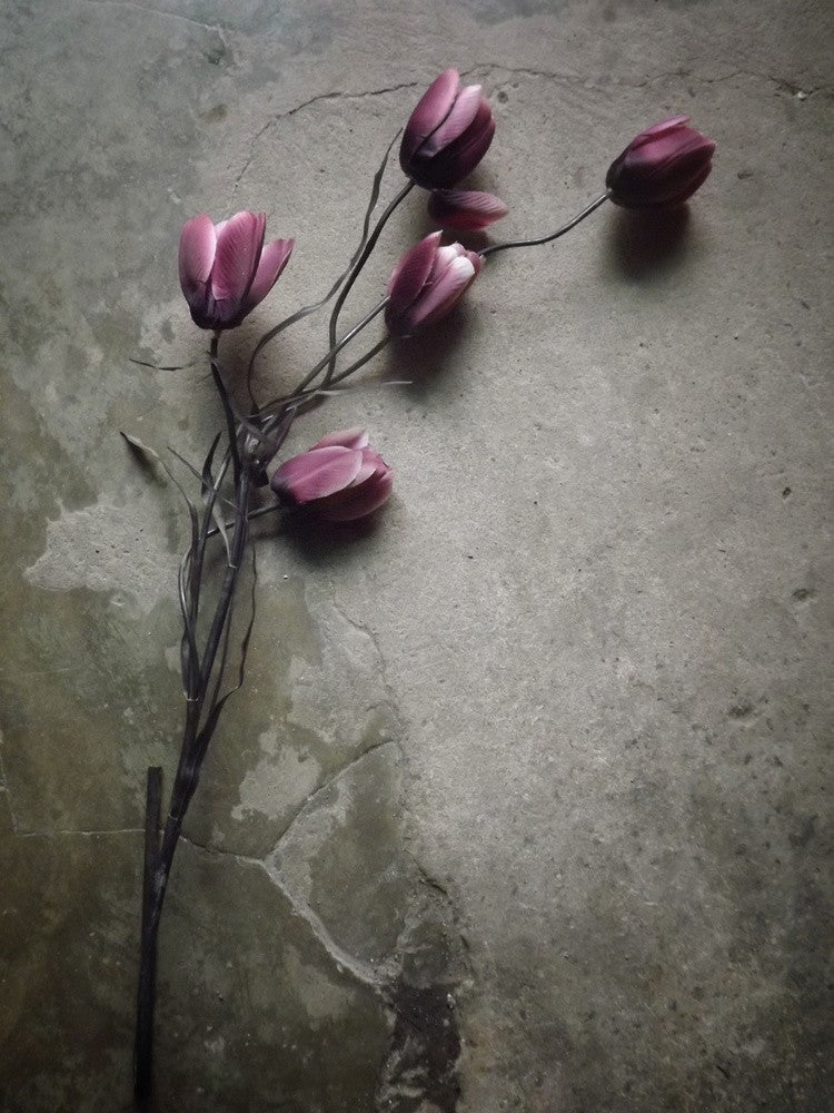 The elegant tulip