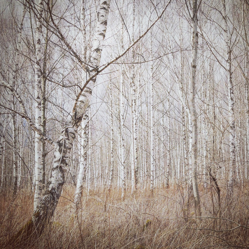 birch forest