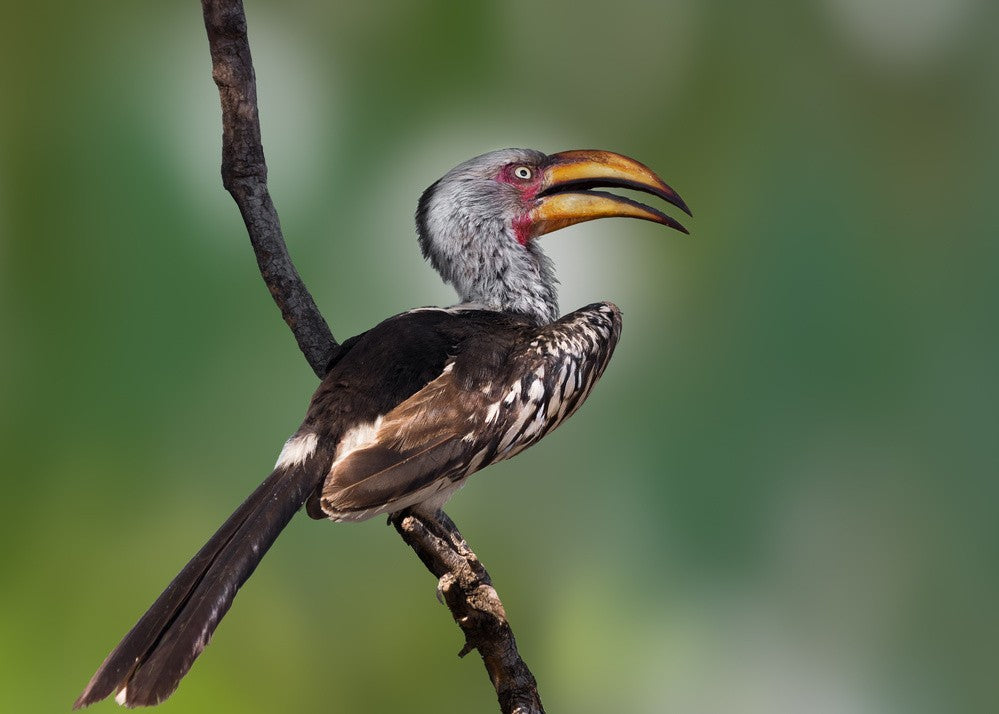 Gelbschnabel-Hornvogel