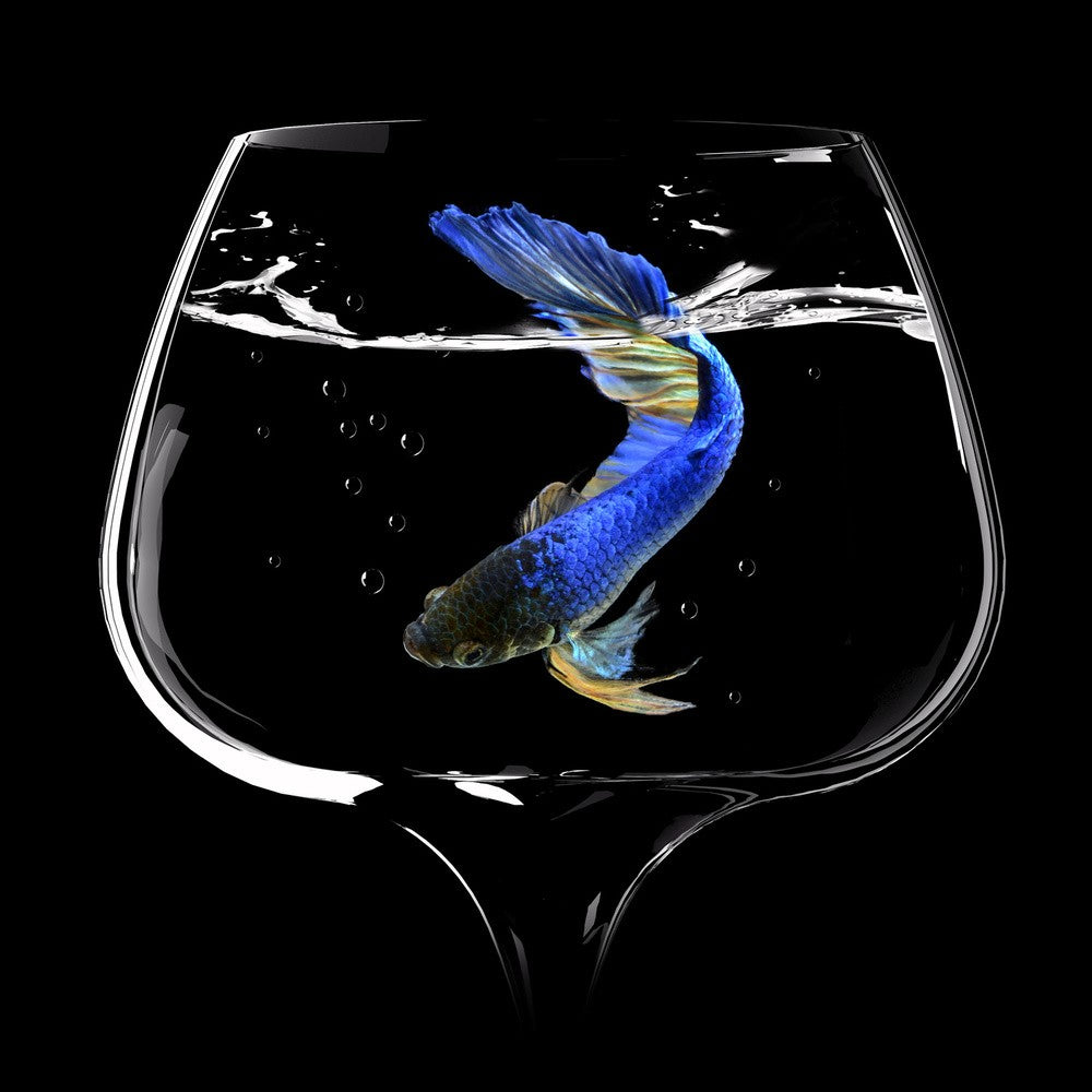 Betta Fish Dance
