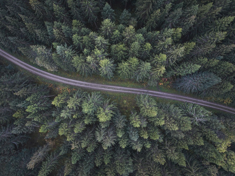 Small road through the forest