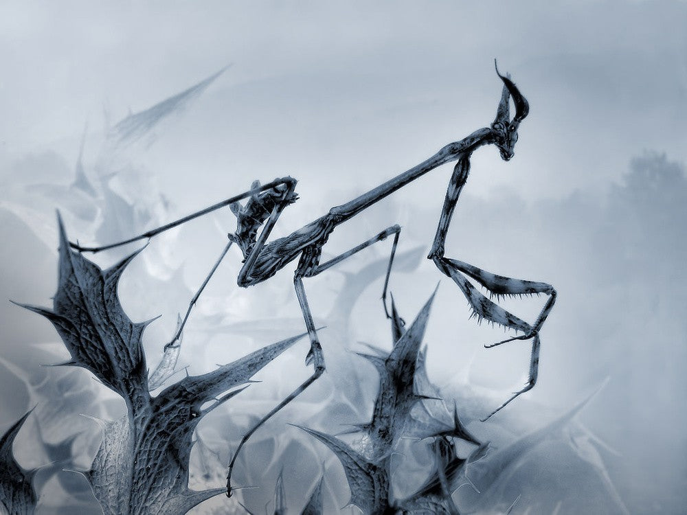 Mantis palo
