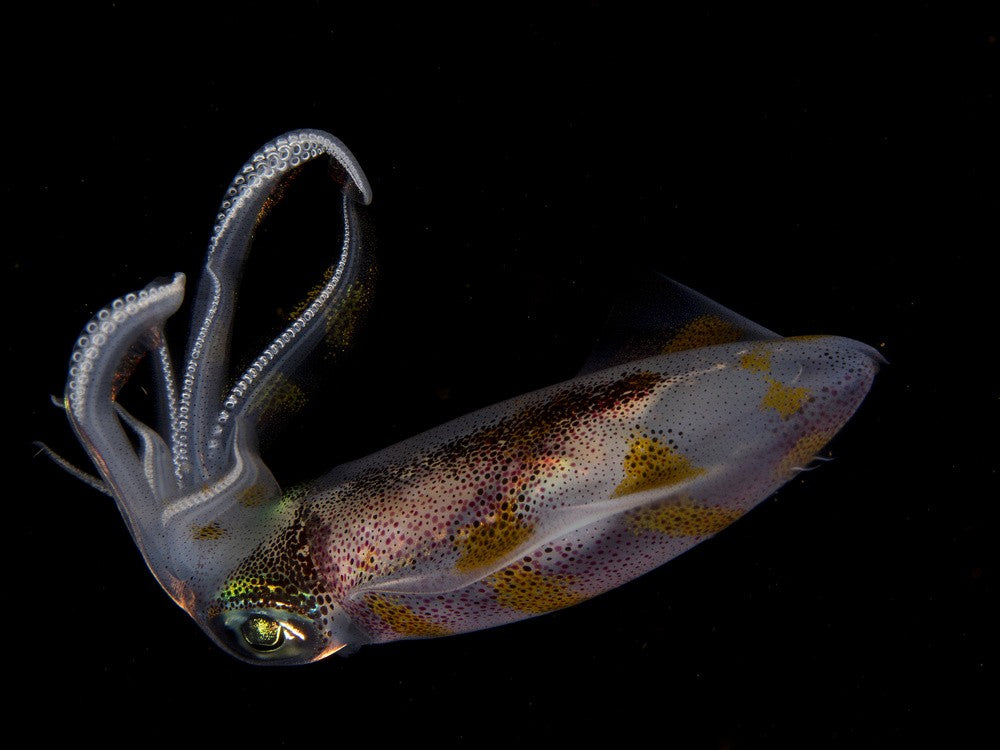 Squid