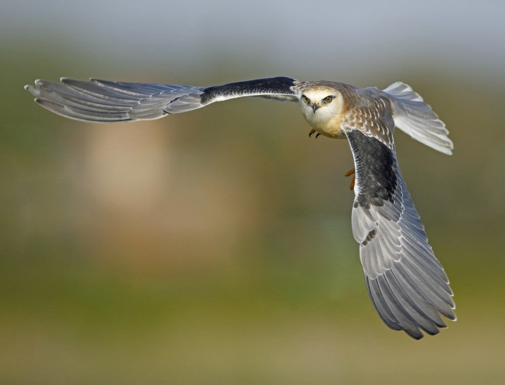 Black Shouldered Kite, Juvenile