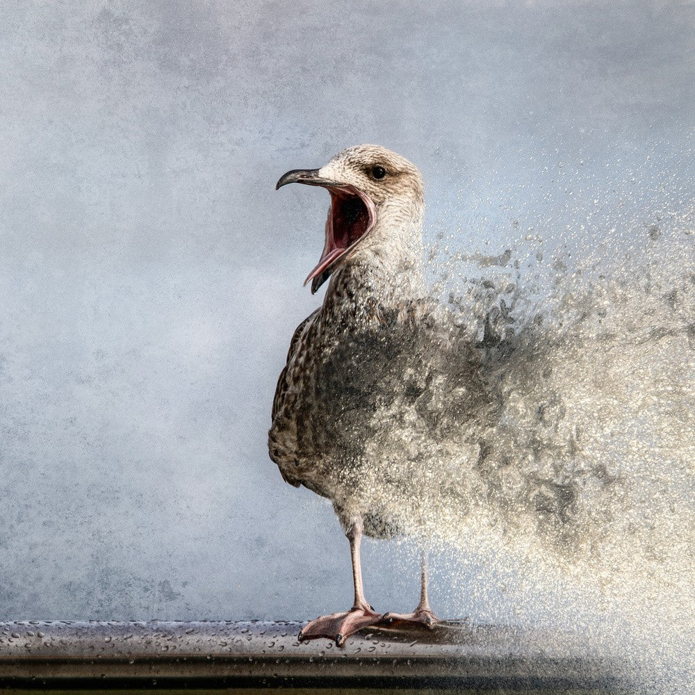 Waterbird